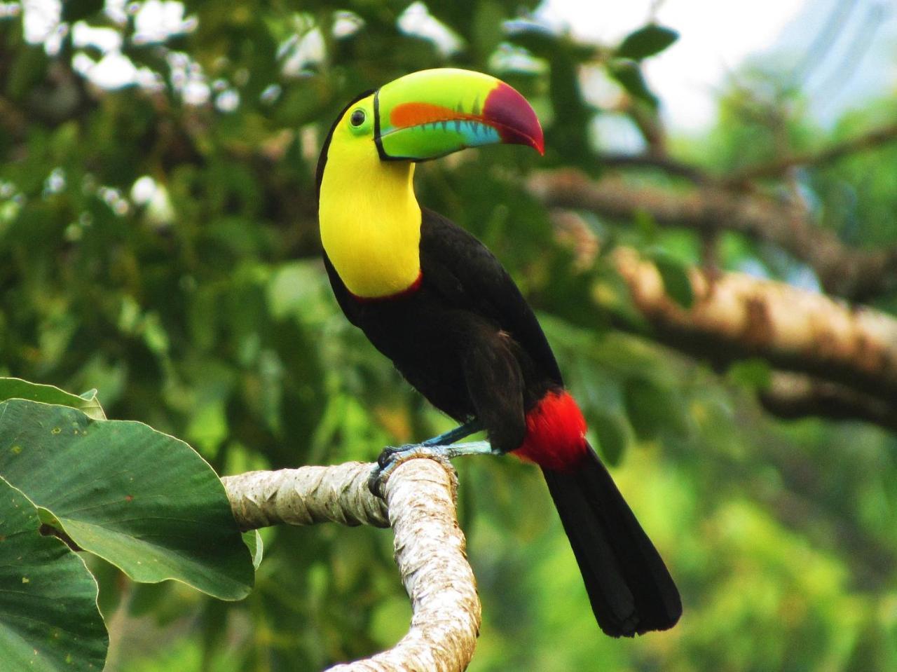 Omega Tours Eco-Jungle Lodge Ла-Сейба Экстерьер фото